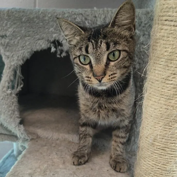 A young medium-sized female Gray / Blue / Silver Domestic Short Hair cat named Starr for adoption in Knoxville, TN