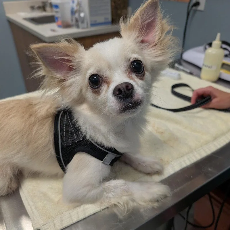 A young small-sized male Chihuahua dog named Zeus for adoption in New Castle, DE