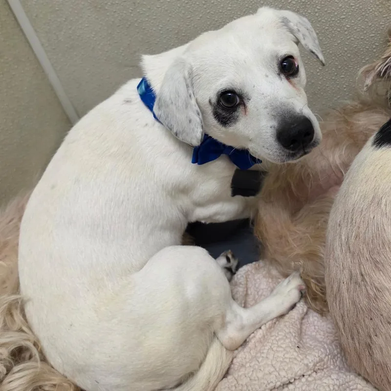 Robbie  Chino Hills thumbnail 2