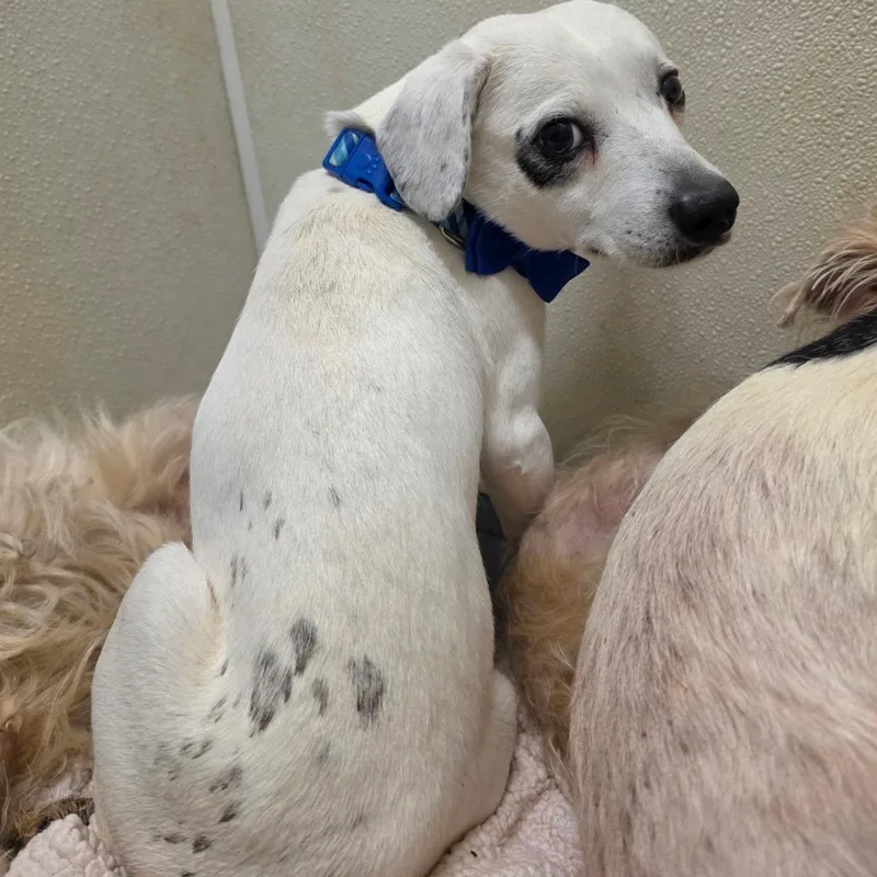 Robbie  Chino Hills thumbnail 3