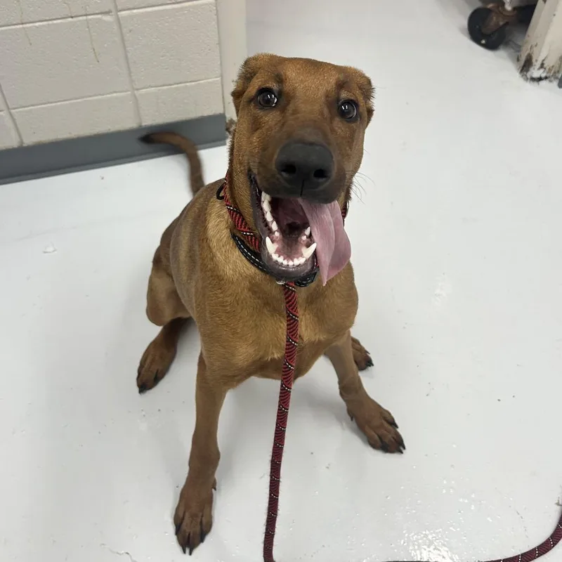 A young medium-sized male Brown / Chocolate Mixed Breed dog named Finch for adoption in Huntsville, AL