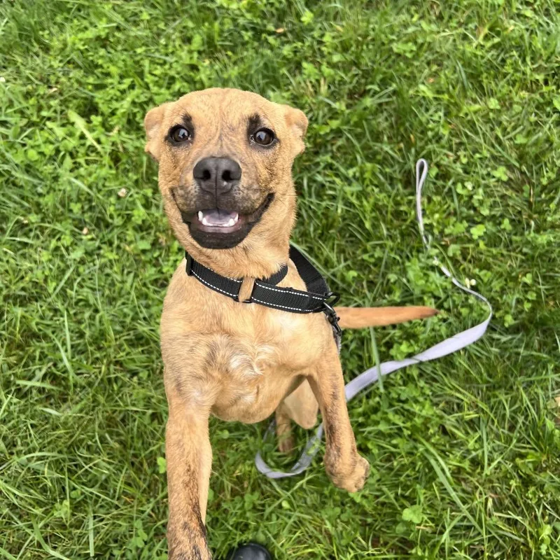 A young medium-sized male Pit Bull Terrier dog named Anthony for adoption in Newark, DE