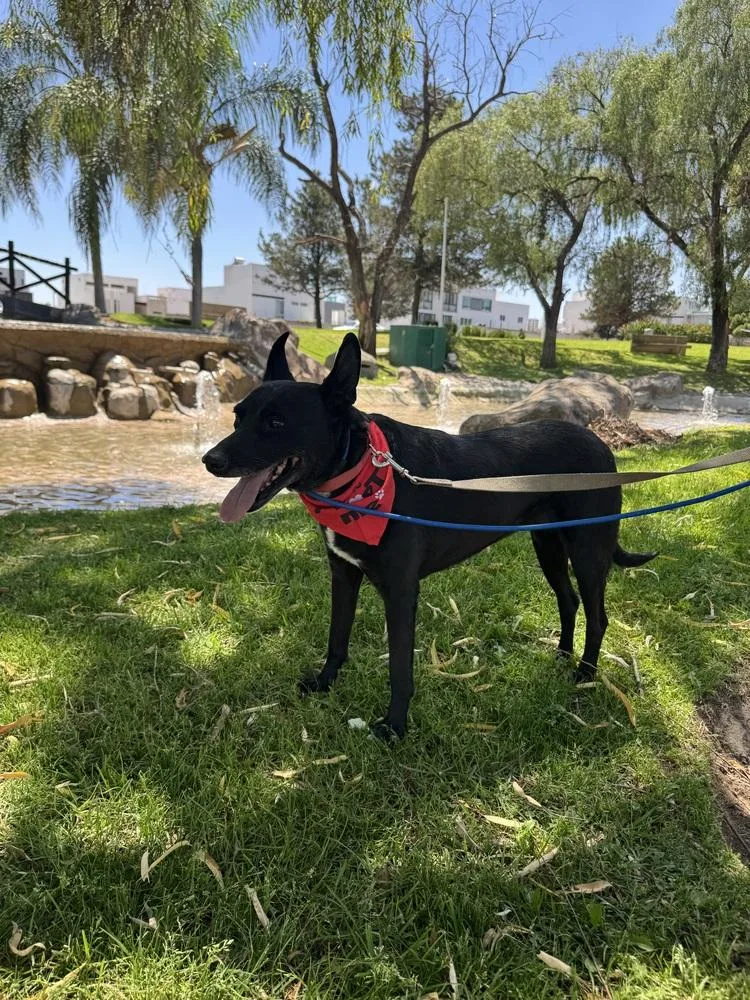 An adult medium-sized female Tricolor (Brown, Black, & White) Labrador Retriever dog named Hanna for adoption in Gig Harbor, WA