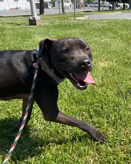 A baby medium-sized male Labrador Retriever dog named Maverick for adoption in Hamilton, NJ