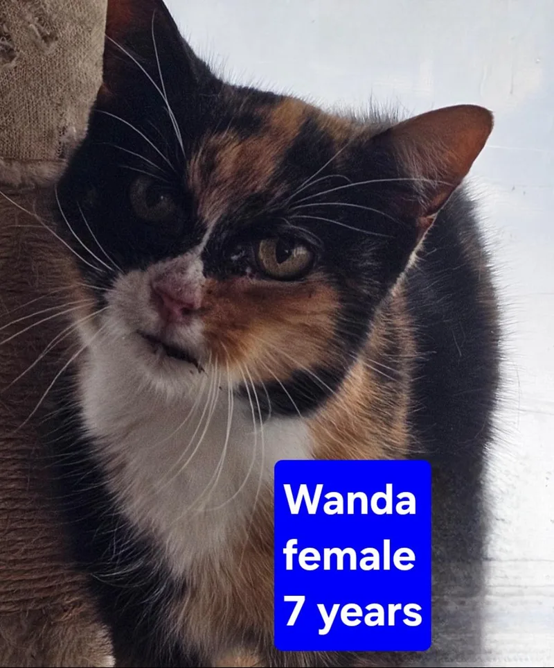 Wanda