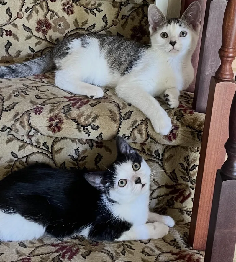 A baby medium-sized male Gray & White Domestic Short Hair cat named Aang for adoption in Old Bridge, NJ