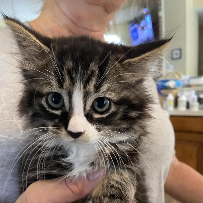 A baby small-sized female Gray / Blue / Silver Domestic Short Hair cat named Brynly for adoption in Prosper, TX