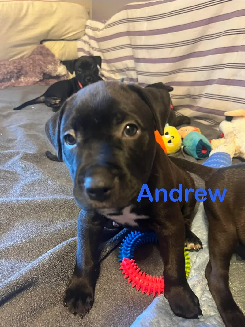 Andrew