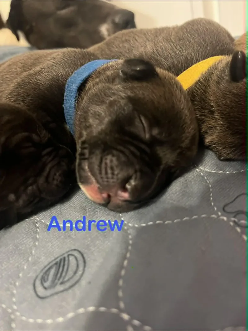 Andrew thumbnail 2