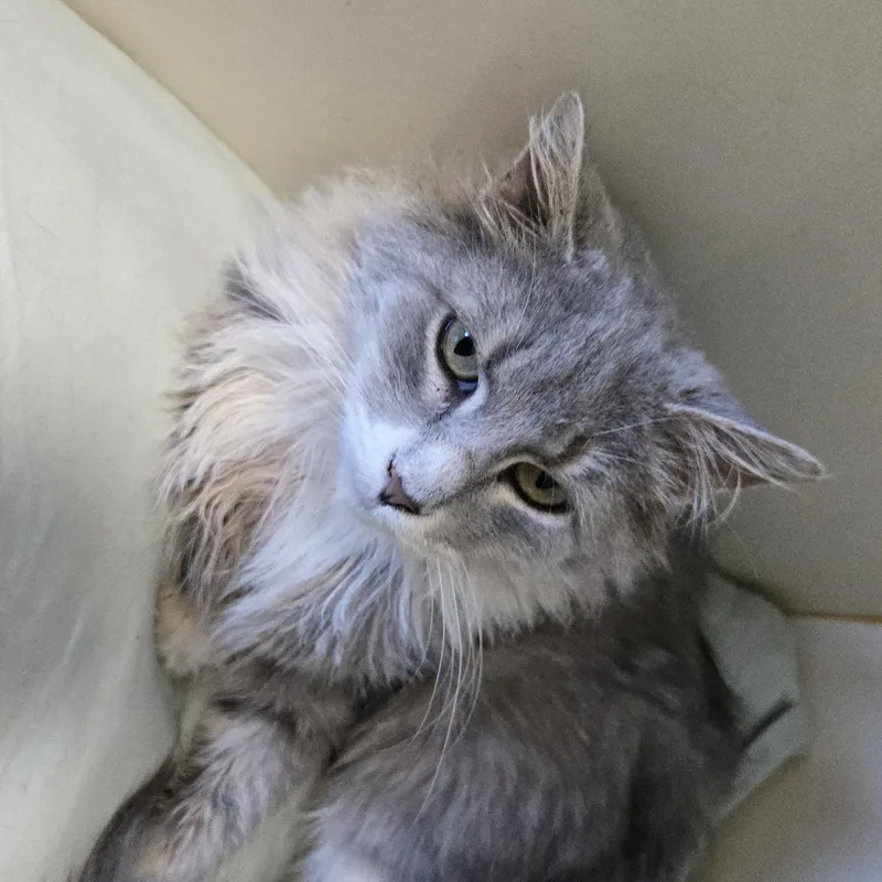An adult medium-sized female Dilute Calico Domestic Long Hair cat named Casey for adoption in Mokena, IL