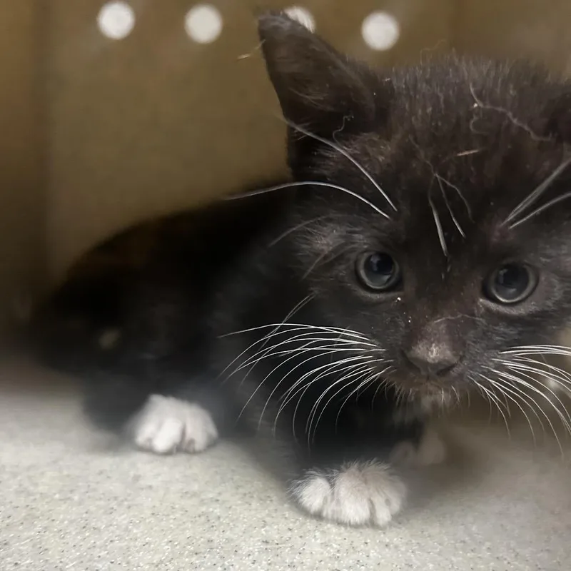 A baby small-sized male Black Domestic Short Hair cat named Odin for adoption in Philadelphia, PA