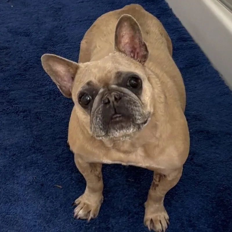An adult small-sized female French Bulldog dog named Ellie for adoption in Folsom, CA