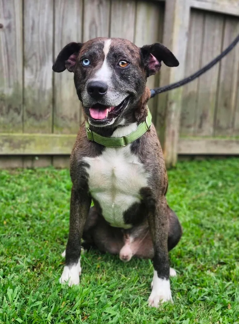 An adult medium-sized male Brindle Catahoula Leopard Dog dog named Luke for adoption in Sheboygan, WI