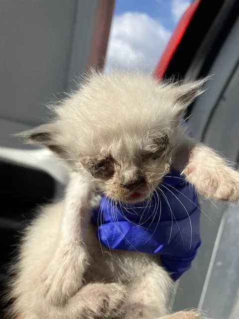A baby small-sized female Domestic Short Hair cat named June for adoption in Dallas, TX