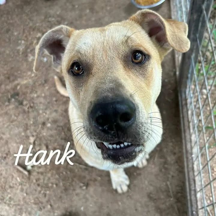 Hank