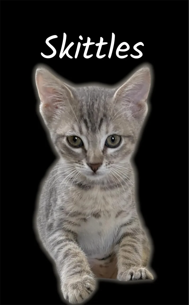 A baby small-sized female Tabby (Gray / Blue / Silver) Domestic Short Hair cat named Skittles for adoption in Auburn, CA