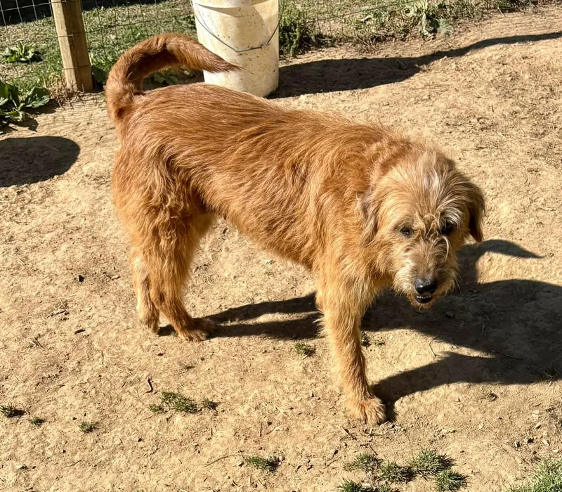 An adult medium-sized female Red / Chestnut / Orange Golden Retriever dog named Maggie for adoption in Watertown, CT