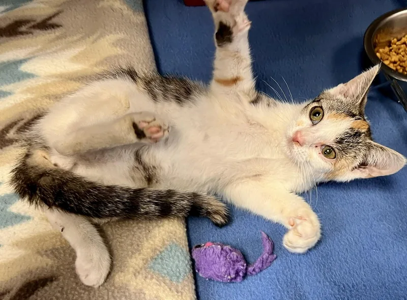 A young small-sized female Calico Domestic Short Hair cat named Poppy Seed for adoption in Edinburg, VA