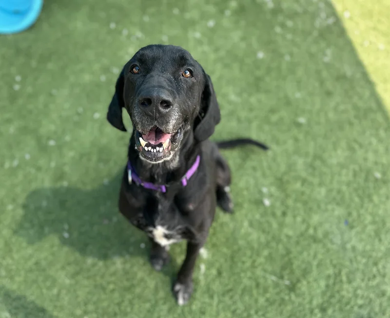 An adult large-sized male Black Labrador Retriever dog named Nino for adoption in Killingworth, CT