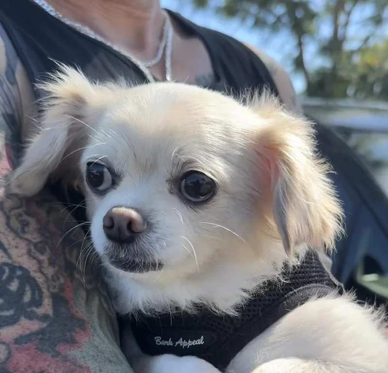 An adult small-sized female Chihuahua dog named Chloe for adoption in ventura, CA