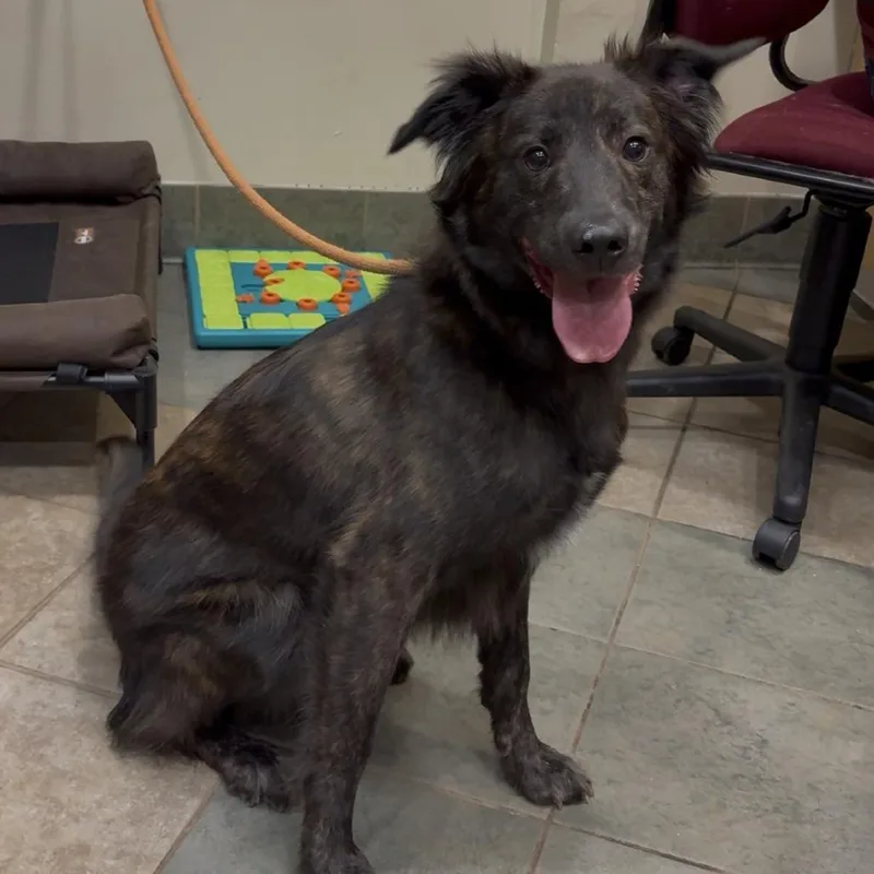 A young small-sized male Brindle Mixed Breed dog named Loki for adoption in Chattanooga, TN