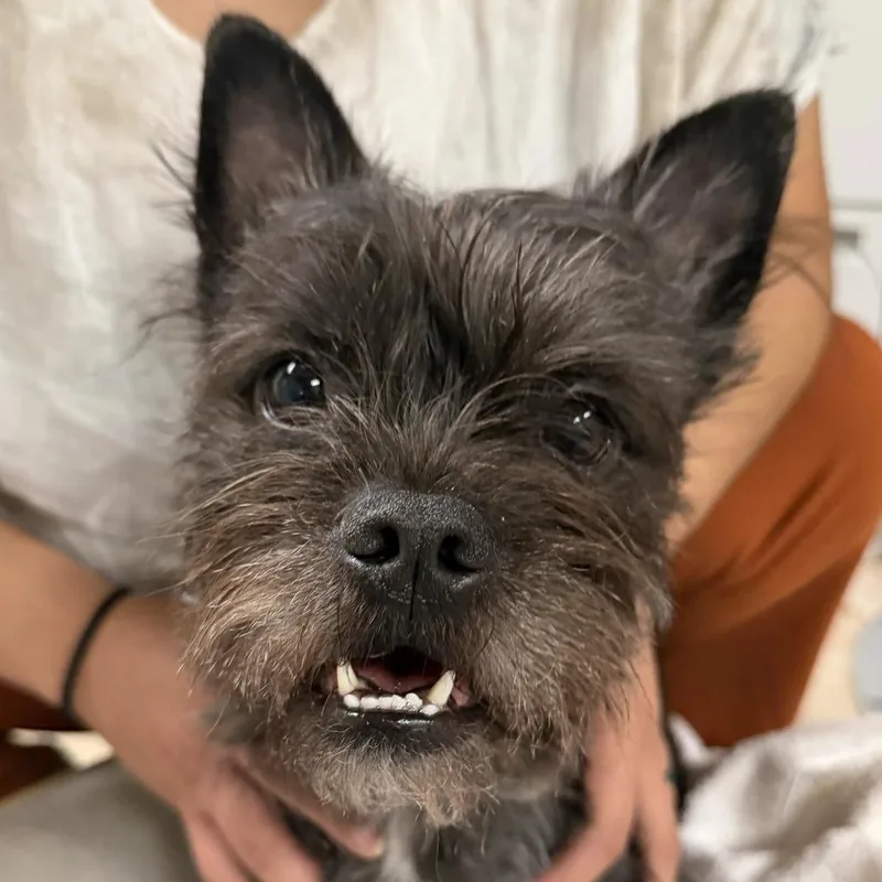 An adult small-sized male Mixed Breed dog named Luke for adoption in Saint Charles, MO
