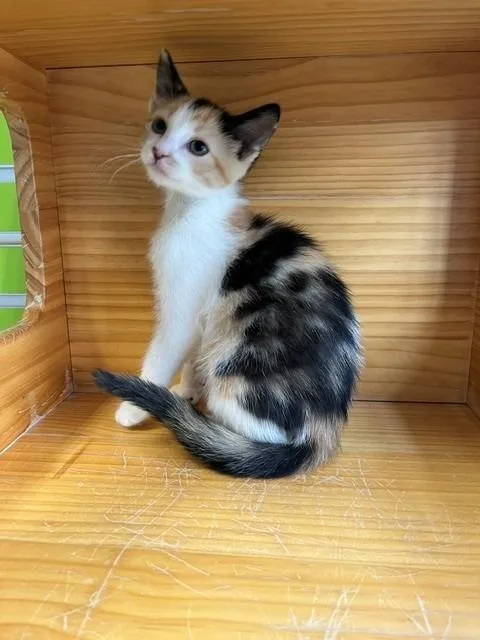 A young small-sized female Calico Domestic Short Hair cat named Iris for adoption in Tyler, TX