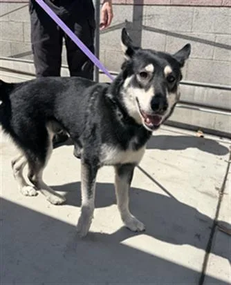 A young large-sized male Siberian Husky dog named Yosmite Sam for adoption in Redlands, CA