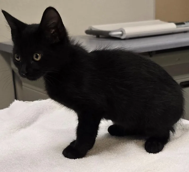 A baby small-sized female Domestic Short Hair cat named Binx for adoption in Murphysboro, IL