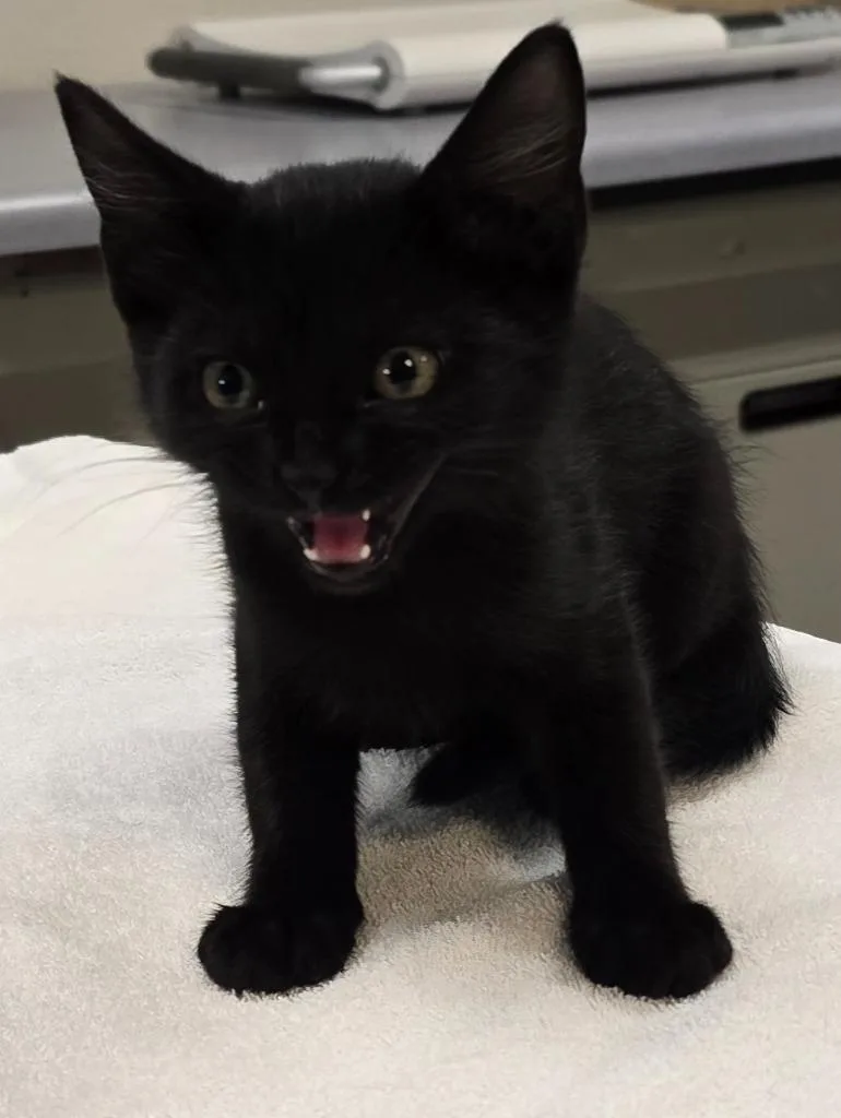 Binx thumbnail 2
