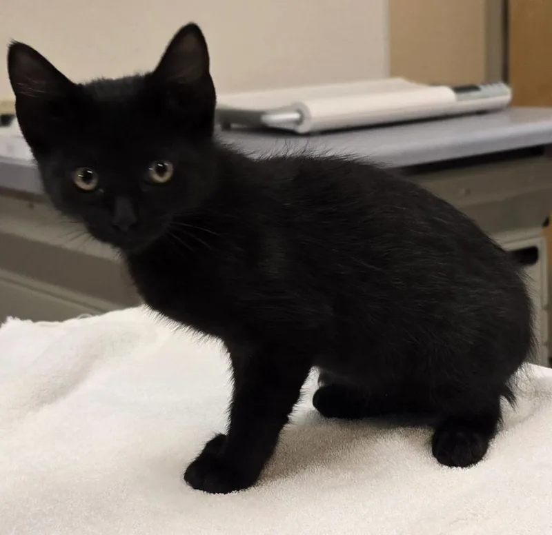 Binx thumbnail 3