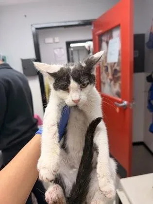 A baby small-sized male Domestic Short Hair cat named Philly Roll for adoption in West Chester, PA