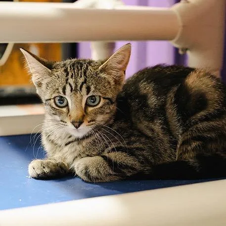 A baby small-sized female Brown / Chocolate Domestic Short Hair cat named Ms .Dean for adoption in Pauls Valley, OK