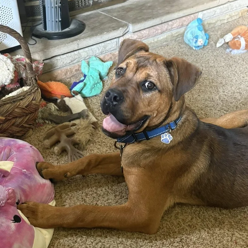 A young medium-sized male Brown / Chocolate Mastiff dog named Einstein for adoption in Grafton, OH