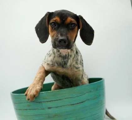 A baby small-sized female Beagle dog named Gracie for adoption in Bowling Green, KY