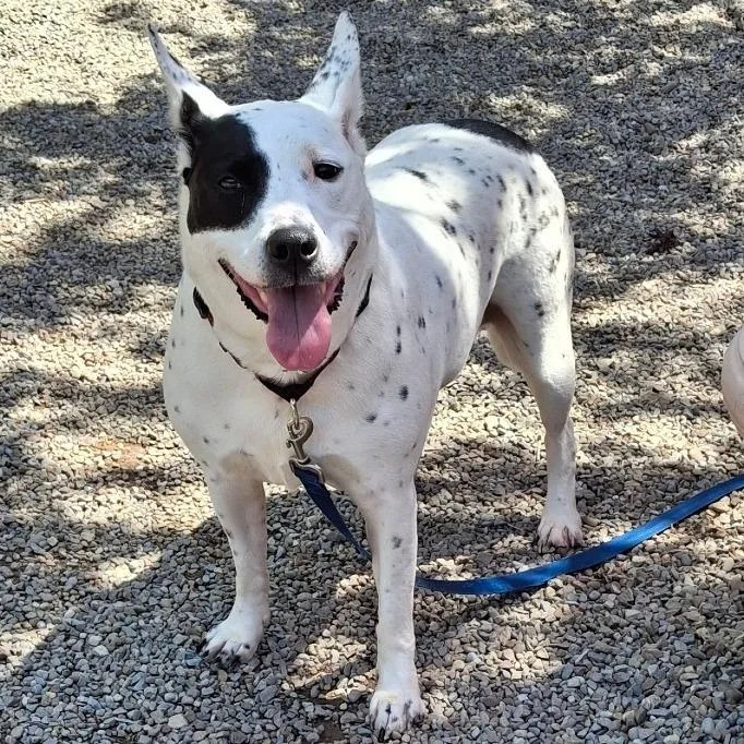 An adult medium-sized female White / Cream Mixed Breed dog named Purl for adoption in Fairport, NY