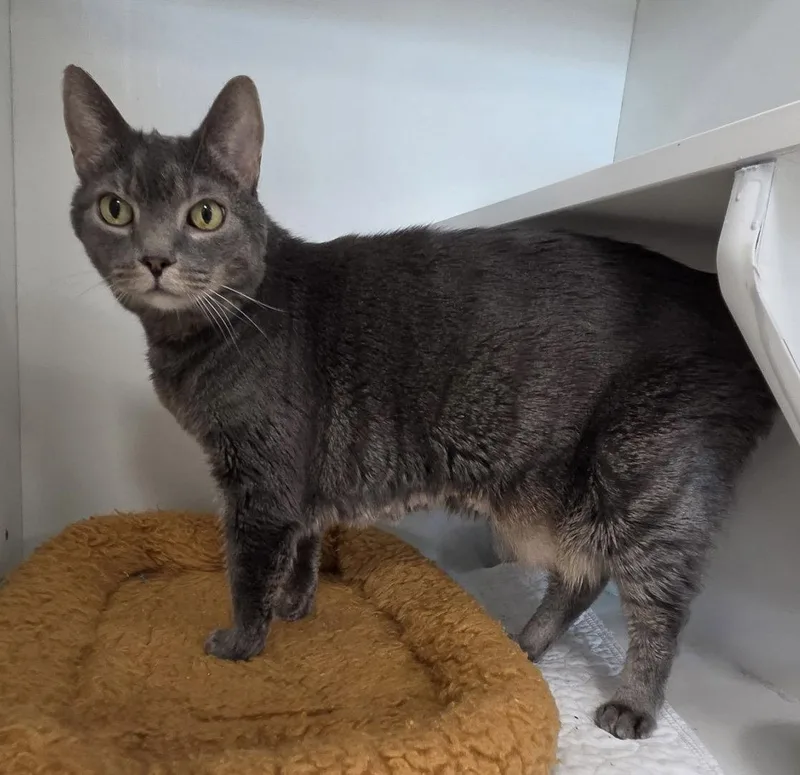 A young medium-sized female Gray / Blue / Silver Domestic Short Hair cat named Julep for adoption in Satellite Beach, FL