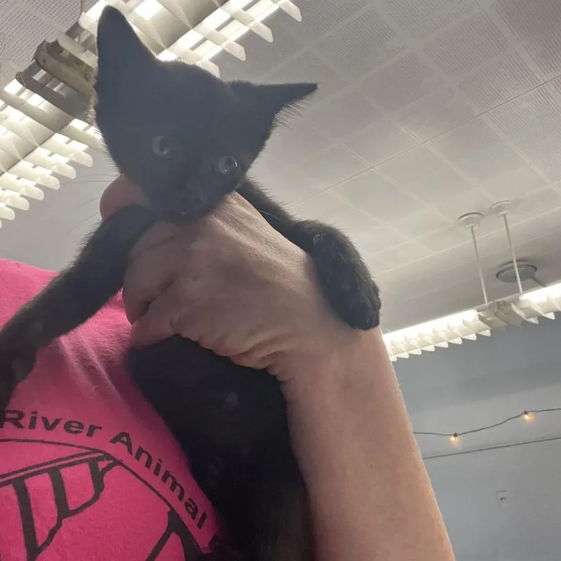 A baby small-sized female Black Domestic Short Hair cat named Shade for adoption in Oak Hill, WV