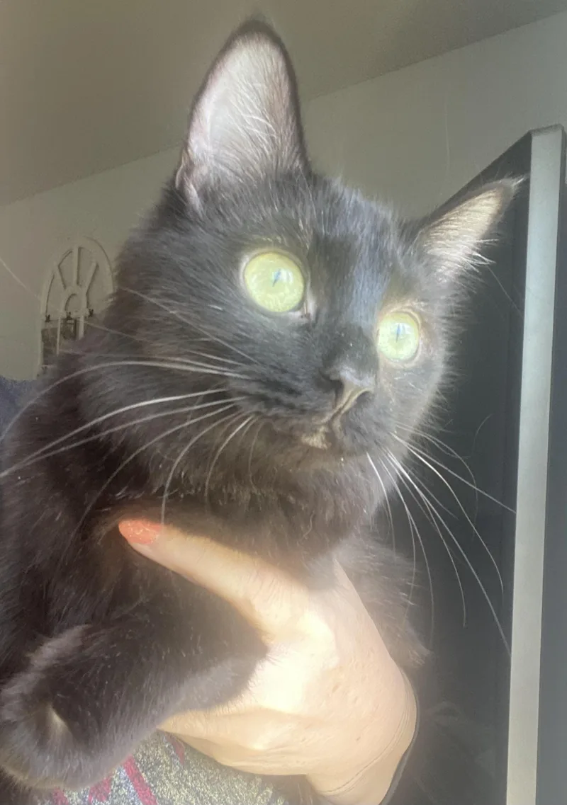 An adult medium-sized female Black Domestic Medium Hair cat named Jade for adoption in Canal Fulton, OH