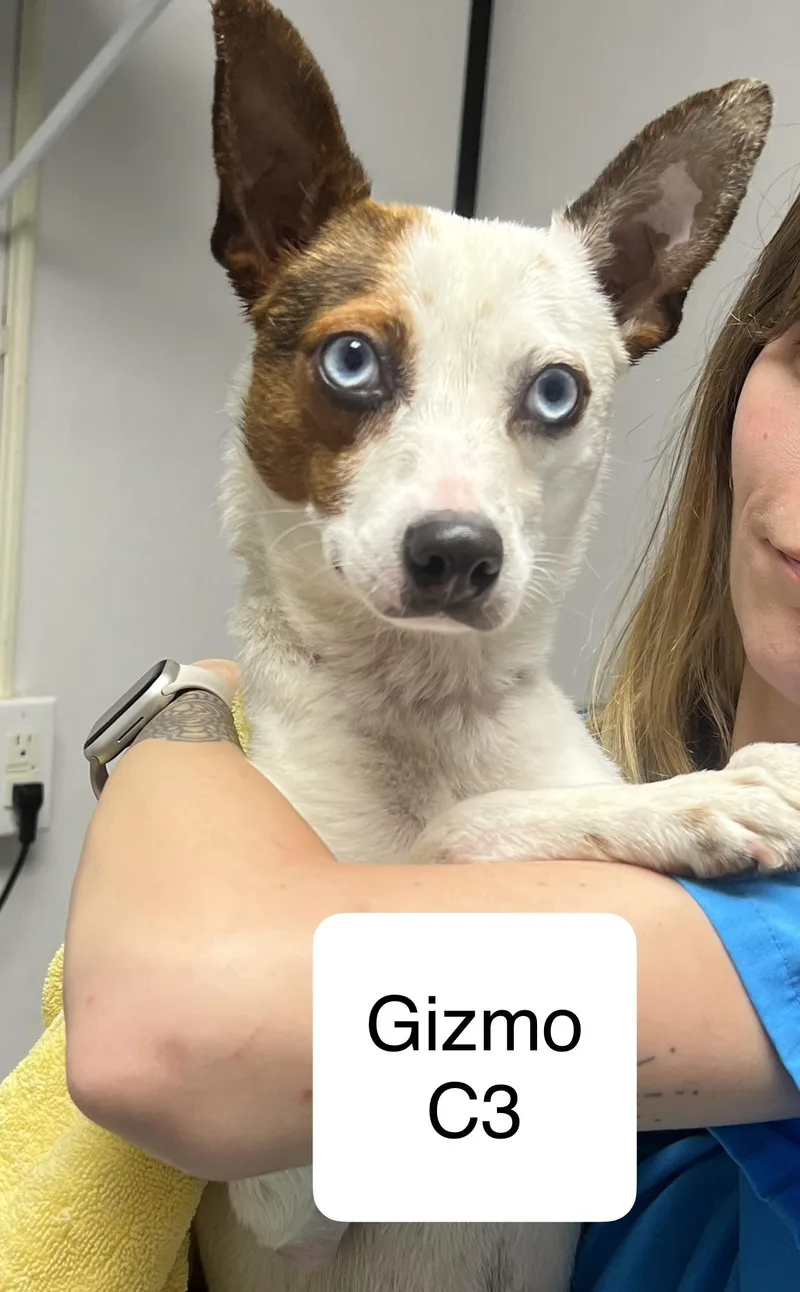 Gizmo