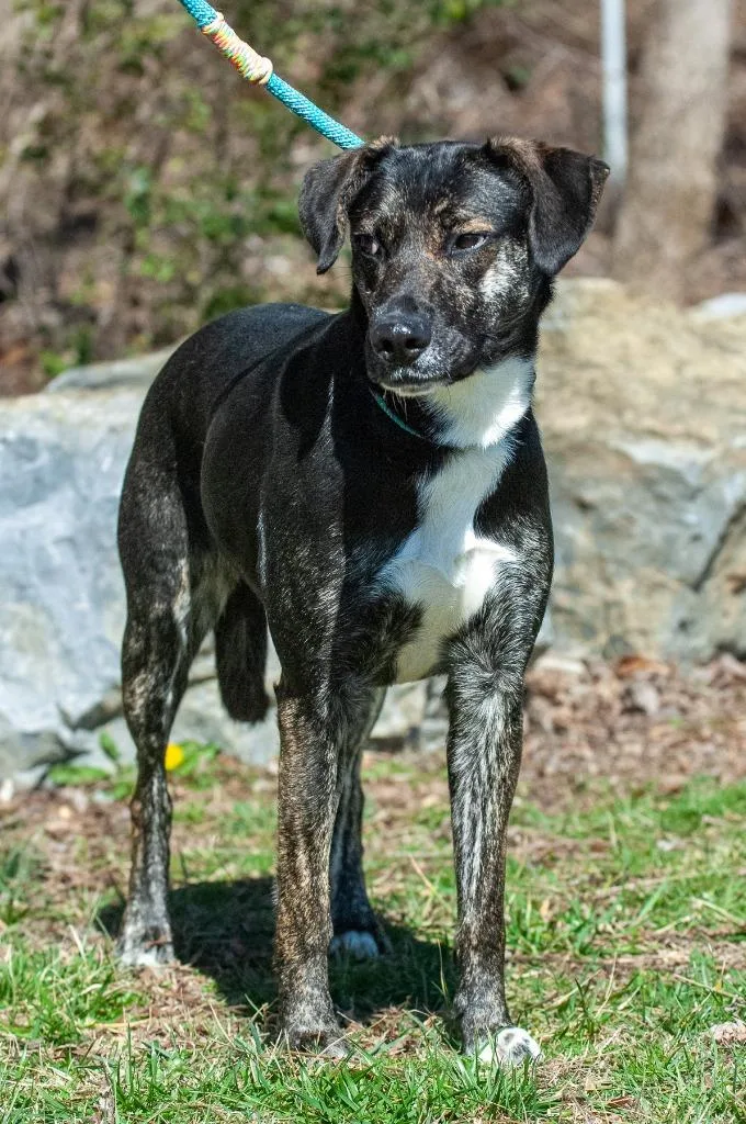 A young medium-sized female Hound dog named Carly for adoption in Johnson City, TN