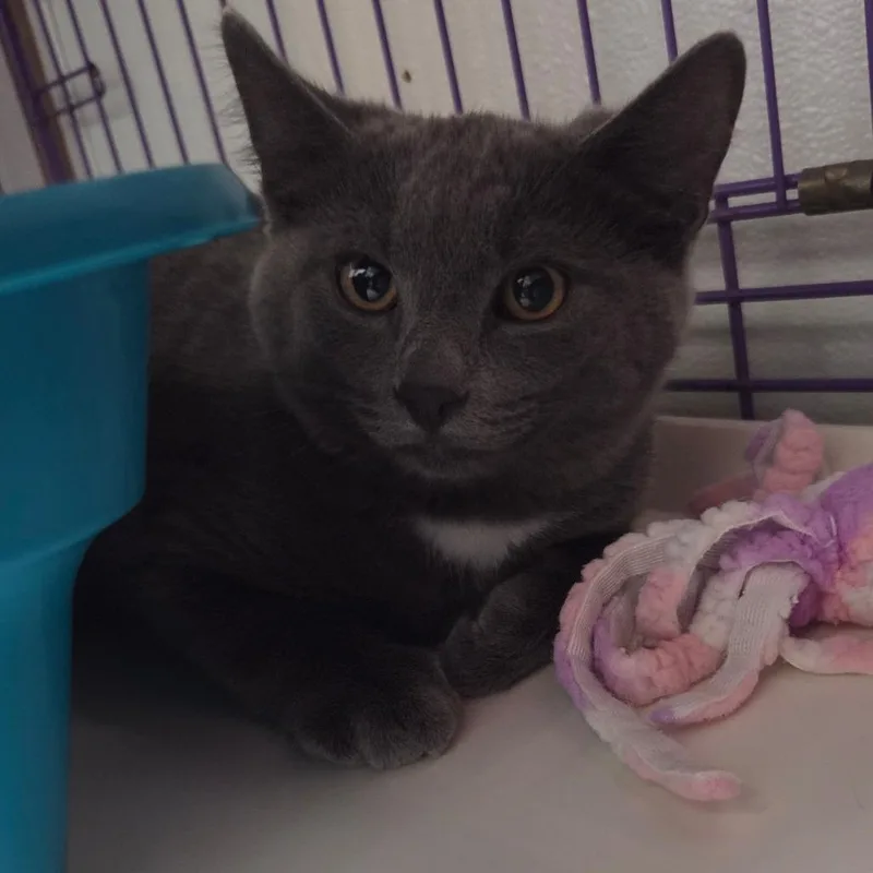A young medium-sized male Domestic Short Hair cat named Vesper for adoption in Priest River, ID