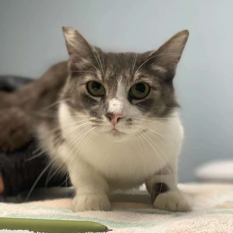 An adult medium-sized female Gray / Blue / Silver Domestic Medium Hair cat named Marbles for adoption in Riverside, CA