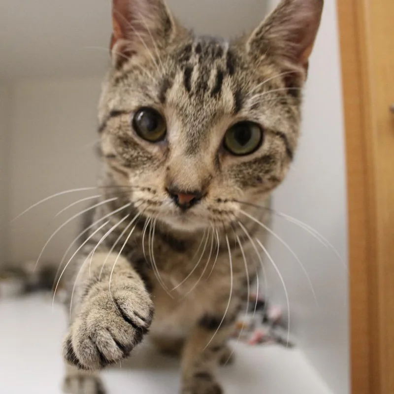 A young medium-sized male Brown / Chocolate Domestic Short Hair cat named Jacob for adoption in Champaign, IL