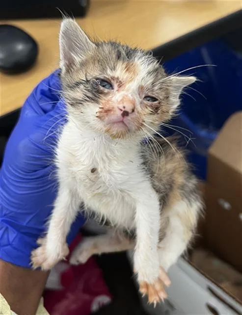 A baby medium-sized female Domestic Medium Hair cat named Sunnie for adoption in Dallas, TX