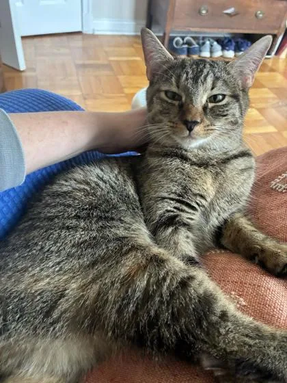An adult medium-sized female Domestic Short Hair cat named Ramadan for adoption in Washington, DC