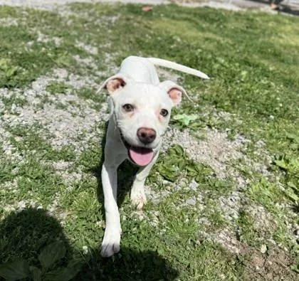 A young medium-sized male Boxer dog named Opie for adoption in Bowling Green, KY