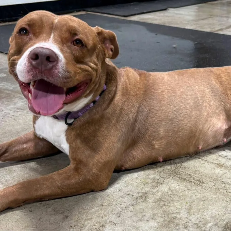 An adult large-sized female Red / Chestnut / Orange Mixed Breed dog named Hazel FKA Billie for adoption in Vassalboro, ME