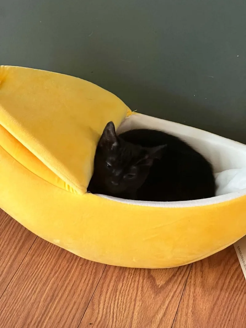 A baby small-sized female Domestic Short Hair cat named Grace for adoption in Somerset, KY