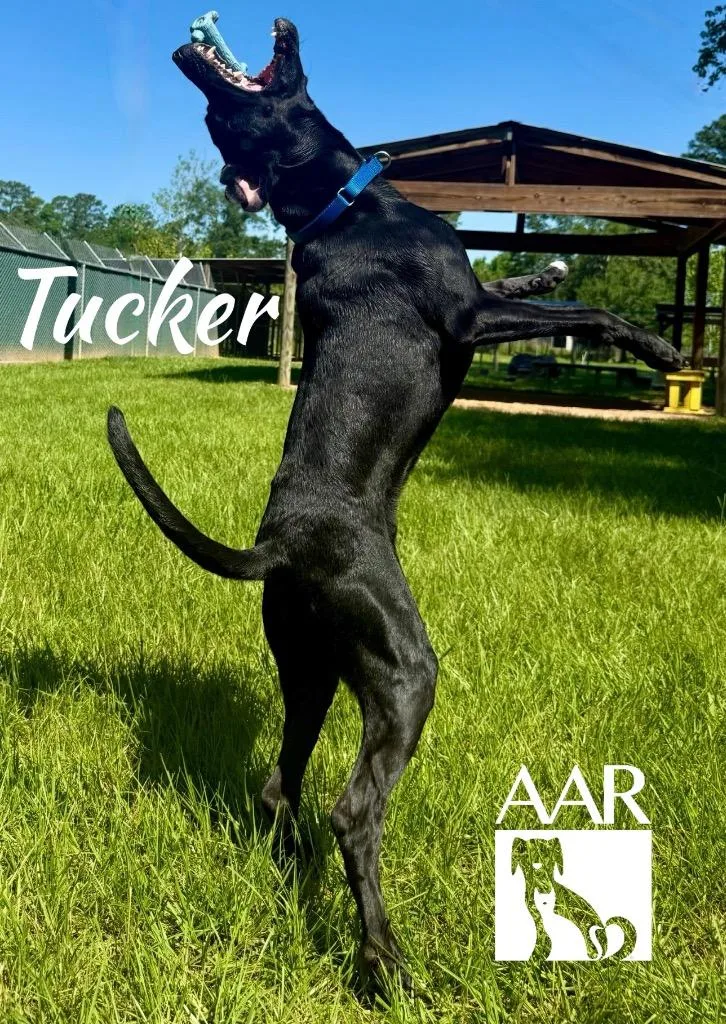 An adult medium-sized male Labrador Retriever dog named Tucker for adoption in Magnolia, TX
